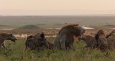 Genç aslan 20 sırtlan tarafından pusuya düşürüldü! Sonunda bakın ne oldu: İşte geldim dostum...