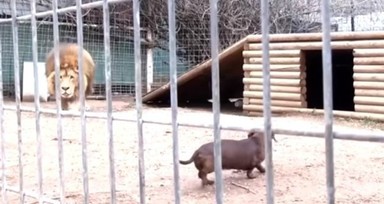 Aslan kafesine köpek bırakılırsa ne olur? Ziyaretçiler korku dolu gözlerle o anları izledi