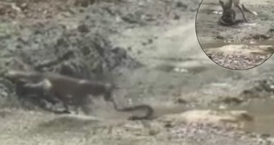 Görüntüler Türkiye'den! Belgeselleri aratmayan savaş: Tilki ile yılanın yaşam mücadelesi kamerada!