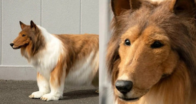 Köpek olmak için binlerce dolar harcadı! Bakın şimdi ne yapıyor...
