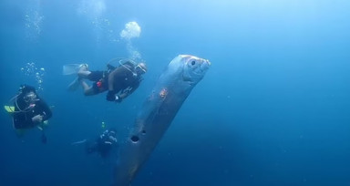 Dalgıçların gördüğü korku saçtı! Sadece depremden önce görülüyor...