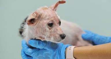 Bursa'da 'insanlık ölmüş' dedirten olay! Köpekleri çiftliğe kapatıp...