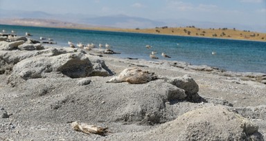 Van'da korkutan manzara! Martılar sıcaktan ölmeye başladı