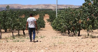 'Yeşil altın'da silahlı önlem: Günlük nöbet 1000 TL