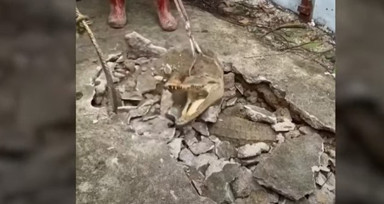 Kırdıkları beton yolun altından timsah çıktı! Gelen seslerin ardından ekipler harekete geçti | Gözlerine inanamadılar