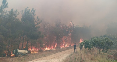 Bursa'nın Mudanya ilçesinde orman yangını çıktı! Müdahale sürüyor