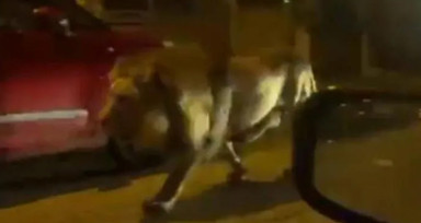 Sokakta aslan paniği! Yetkilerden uyarı geldi: Evden çıkmayın