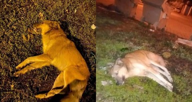 Aydın'da zehirlenen köpek sayısı 9'a çıktı