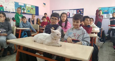 Okullu kedi Çakıl 6 yıldır öğrencilerle birlikte derslere giriyor