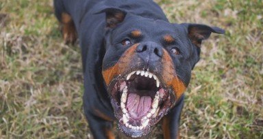 Rottweiler cinsi köpek sahibinin kolunu parçaladı
