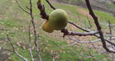 Kahramanmaraş’ta incir ağacı ocak ayında meyve verdi