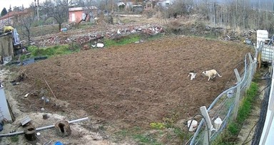 Elazığ'da kümese giren köpek, tavuğu kaçırdı: O anlar saniye saniye kamerada