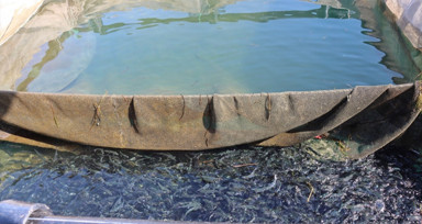 Devlet desteğiyle Fırat Nehri'nde ürettiği balıkları Rusya pazarına ihraç ediyor