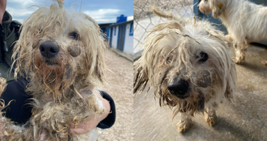 Kör ettiler, dişlerini söktüler! Merdiven altı köpek üretimine baskın