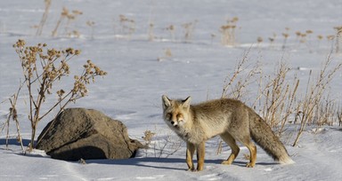 Kars'ta tilkiler kar altında yiyecek aradı