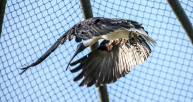 Saman boyunlu ibis kuşu ve mandarin ördeği Bursa'daki hayvanat bahçesinde korunuyor