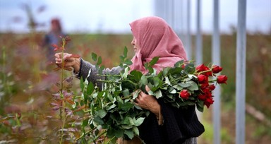Köylü kadınlar, kurdukları gül serasını 4 yılda 4 kat büyüttü