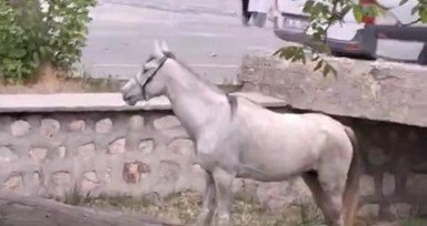 Otomobile çarpan at hiçbir şey olmamış gibi ot yemeye devam etti
