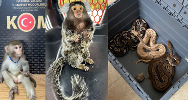İstanbul'da egzotik hayvan kaçakçılarına operasyon! Çok sayıda şüpheli yakalandı