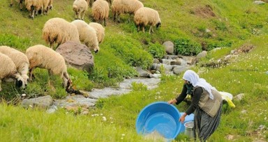 Elazığ'da aylık 100 bin lira maaşla çalışacak çoban yok