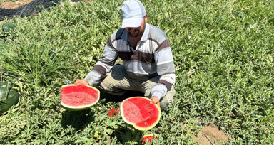 Adana'da ham karpuz timleri görev başında