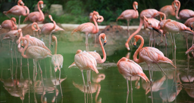 Rüyada Flamingo Görmek Nedir? Neye Delalet Eder?