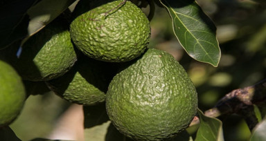 Rüyada Avokado Görmek Nedir? Neye İşaret Eder? Neye Delalet Eder?