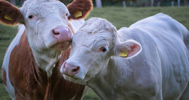 ABD’de inek etinde kuş gribi izleri tespit edildi