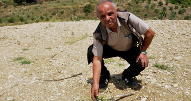 Antalya'da vicdansızlık! Büyüsün diye yıllarca beklenen zeytin fidanlarını traktörle ezdiler