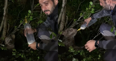 Rize'de yoldan geçen vatandaş yavru ayıya biberonla süt verdi