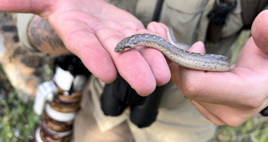Türkiye'deki tek boa yılan türünü görüntüledi