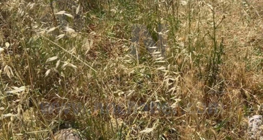Burdur'da çıkan arazi yangınında yaklaşık 25 dekar alan yandı
