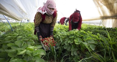 Aydın'da çilek işçileri aşırı sıcağa rağmen hasada devam ediyor