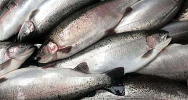 Sinop'ta geçtiğimiz yıl 27 bin ton Türk somonu üretildi