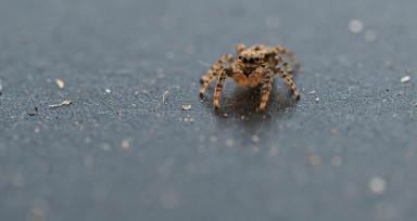 Rüyada Örümcek Görmek Ne Anlama Gelir? Neye Delalet Eder?