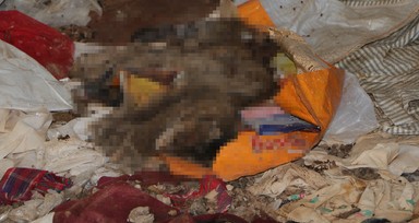 Kiracının çıktığı evden çıkanlar mide bulandırdı! Virane evden onlarca kedi ölüsü çıktı