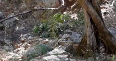 Türk Polis Teşkilatı paylaştı: Kamufle olan Mehmetçik'i görebilen var mı?