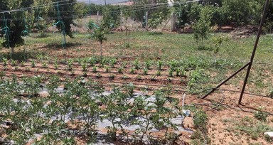 Antalya'da içme suyunda kıtlık: Bahçe sulayanların aboneliği iptal ediliyor
