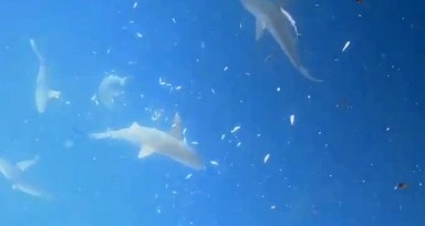 Akdeniz'de kabus! Türk dalgıçlar köpek balığı sürüsüyle karşılaştı