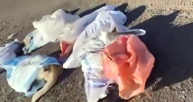 Edirne'de çöplükte 15 köpek ölü bulundu: Belediye başkanından suç duyurusu