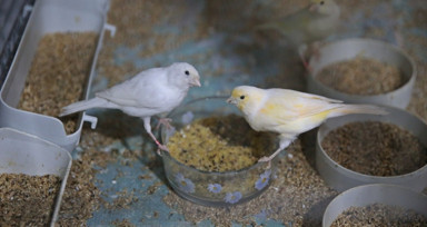 Ses ve güzellik yarışmasında kupa kazandıran kanaryaları için ev kiraladı