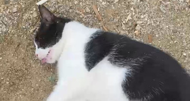 Kadıköy’de hayvan katliamı: Köpek ve kedileri zehirlediler!