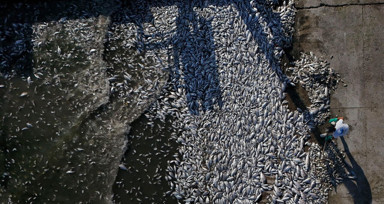 İzmir Körfezi'nde ne oluyor? 50 kat fazla amonyak tespit edildi