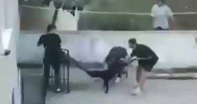 Maltepe'de, doberman cinsi köpeğin gence saldırdığı anlar kamerada