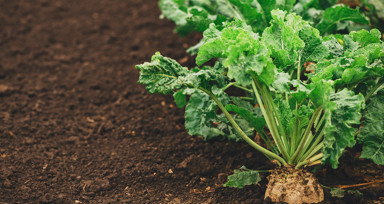 Şeker pancarı alım fiyatı ton başına 2 bin 375 TL oldu