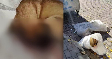 Avcılar’da çuvalda çöpe atılmış 2 ölü köpek bulundu