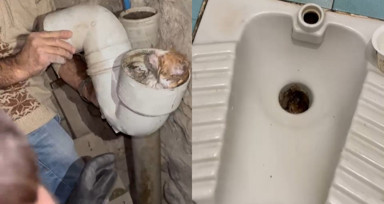 Tuvalet giderine sıkışan yavru kedi kurtarıldı