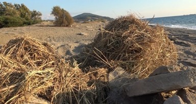 Koruma altındaki kum zambakları iş makinesiyle söküldü