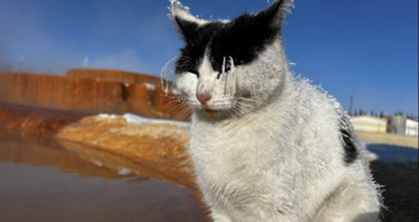 Sivas'ta donan kediden üzen haber! Termal su kenarında ısınmaya çalışan kedi öldü