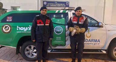 Sivas'ta yavru baykuş kurtarıldı